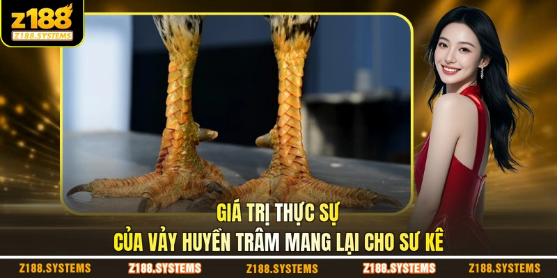 Giá trị thực sự của vảy Huyền Trâm mang lại cho sư kê Giá trị thực sự của vảy Huyền Trâm mang lại cho sư kê